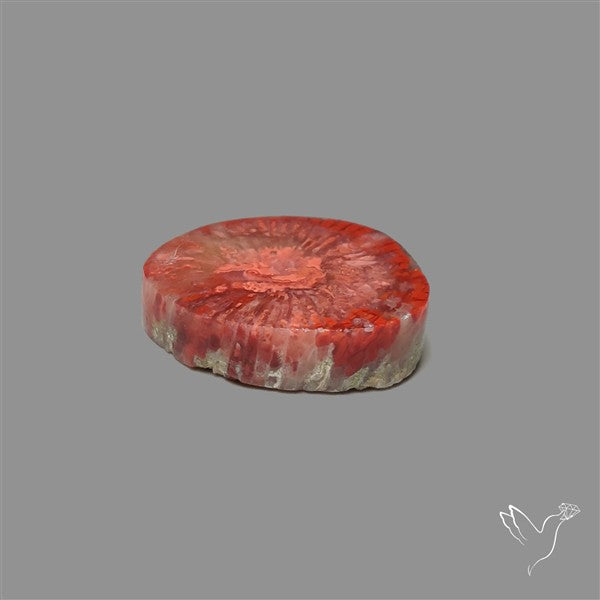 Utah Red Horn Coral Slice