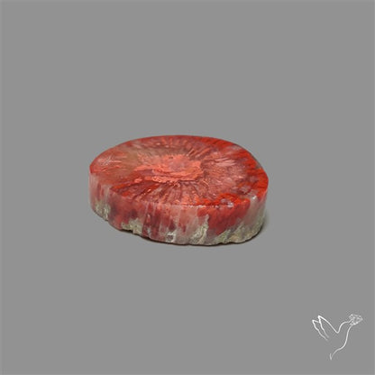 Utah Red Horn Coral Slice
