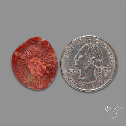 Utah Red Horn Coral Slice