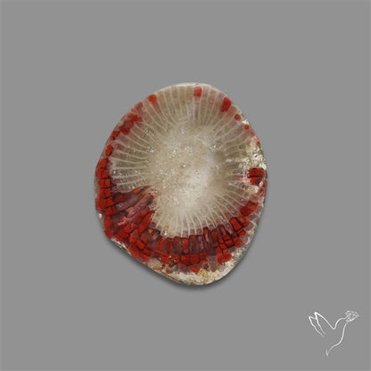 Utah Red Horn Coral Slice
