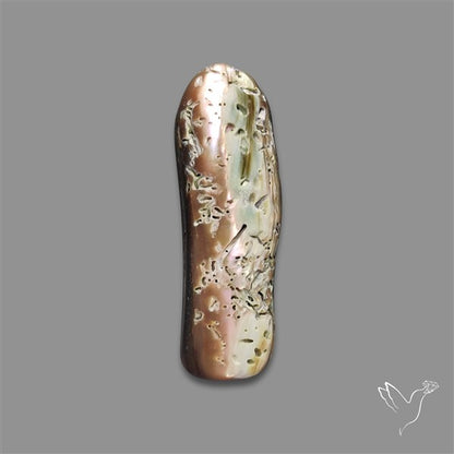 Abalone Shell (Raw)