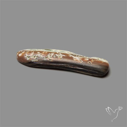 Abalone Shell (Raw)