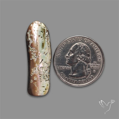 Abalone Shell (Raw)