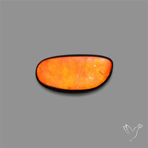AAA Ammolite Cabochon