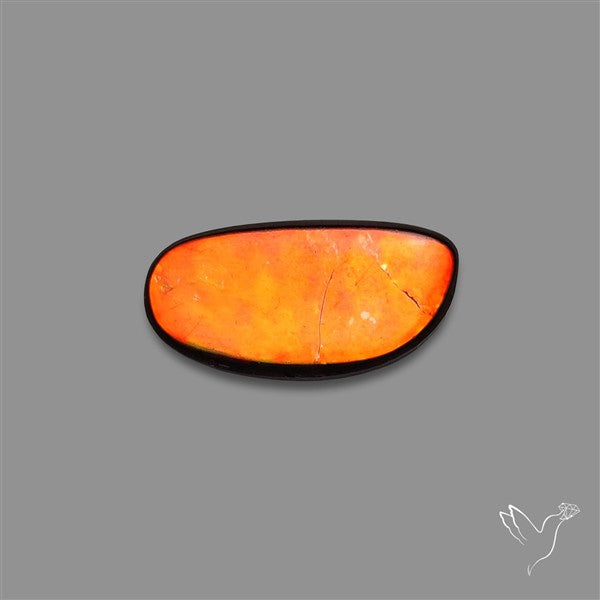 AAA Ammolite Cabochon