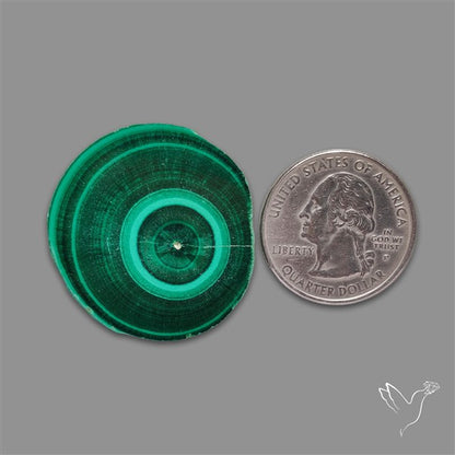 Rare Malachite Stalactite Slice Freeform Raw Edges