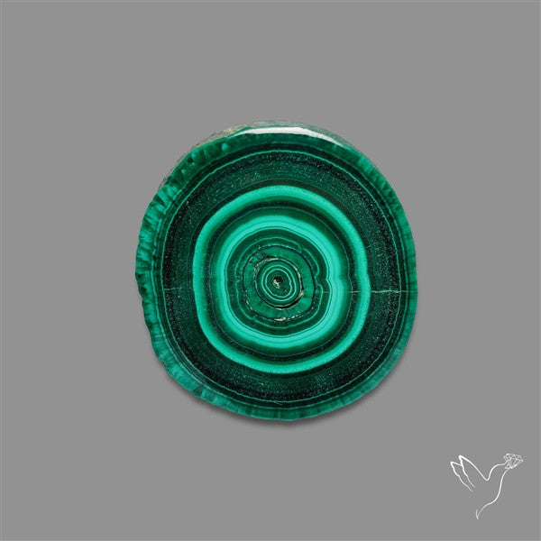 Rare Malachite Stalactite Slice Freeform Raw Edges