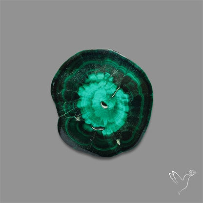 Rare Malachite Stalactite Slice Freeform Raw Edges
