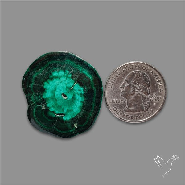 Rare Malachite Stalactite Slice Freeform Raw Edges