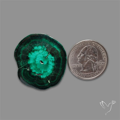 Rare Malachite Stalactite Slice Freeform Raw Edges