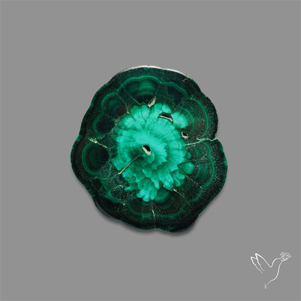 Rare Malachite Stalactite Slice Freeform Raw Edges