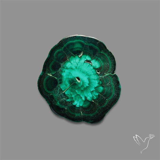 Rare Malachite Stalactite Slice Freeform Raw Edges