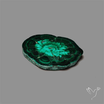 Rare Malachite Stalactite Slice Freeform Raw Edges