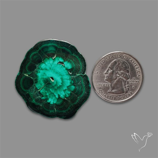 Rare Malachite Stalactite Slice Freeform Raw Edges