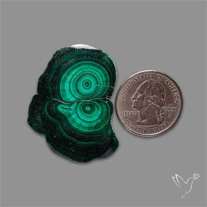Rare Malachite Stalactite Slice Freeform Raw Edges
