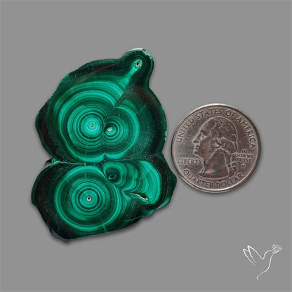 Rare Malachite Stalactite Slice Freeform Raw Edges