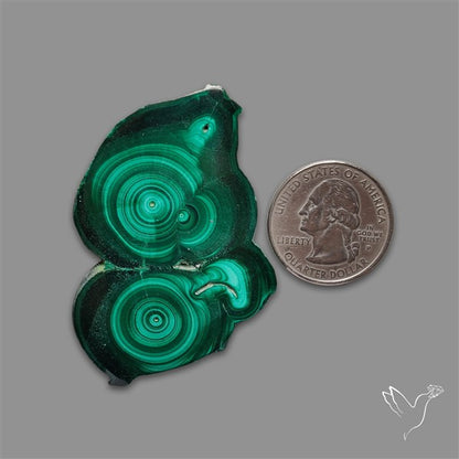 Rare Malachite Stalactite Slice Freeform Raw Edges