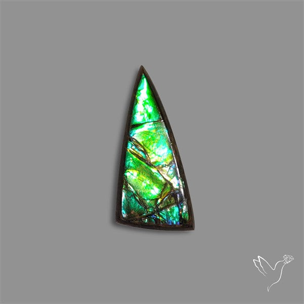 AAA Ammolite Cabochon
