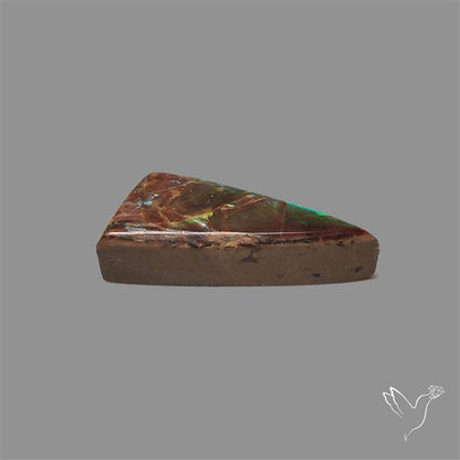 AAA Ammolite Cabochon