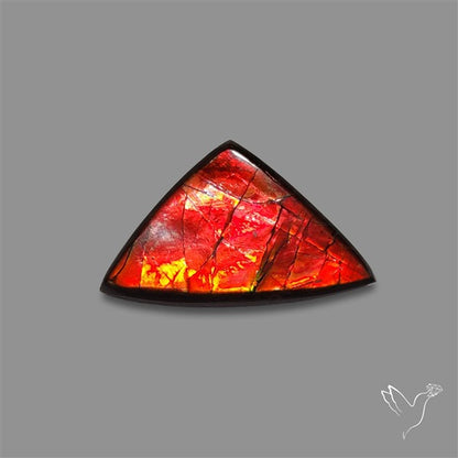AAA Ammolite Cabochon