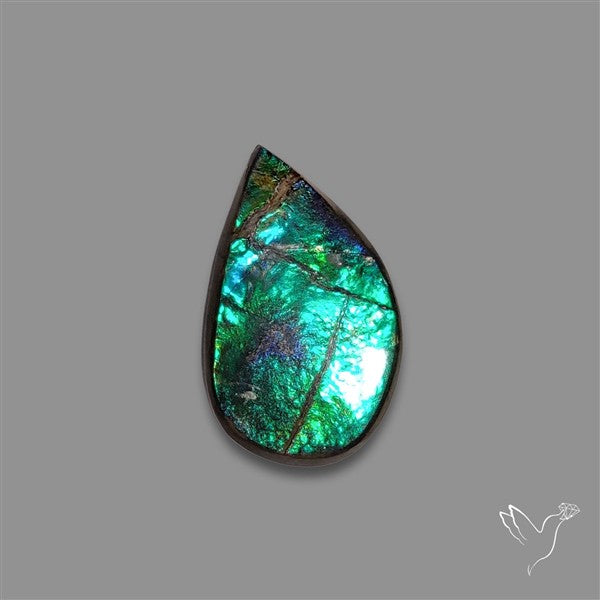 AAA Ammolite Cabochon
