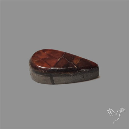 AAA Ammolite Cabochon