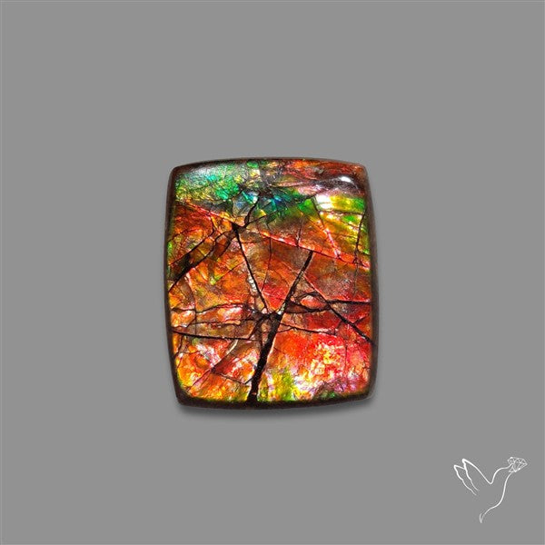AAA Ammolite Cabochon