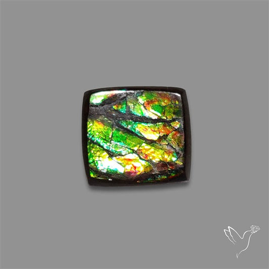 AAA Ammolite Cabochon