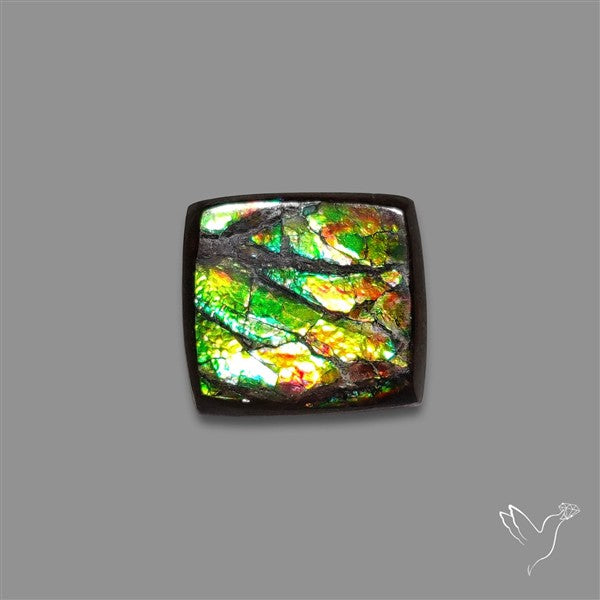 AAA Ammolite Cabochon