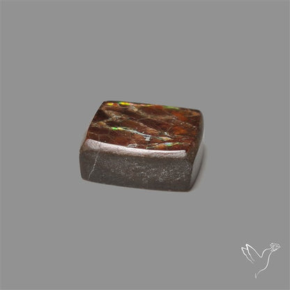 AAA Ammolite Cabochon