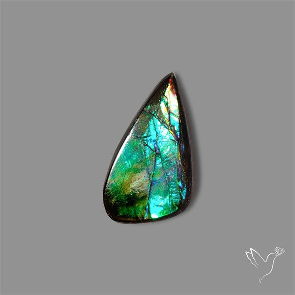 AAA Ammolite Cabochon