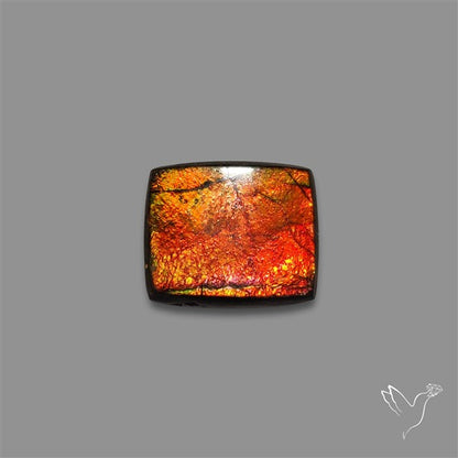 AAA Ammolite Cabochon