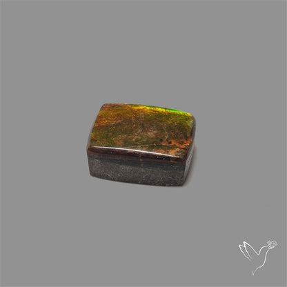 AAA Ammolite Cabochon