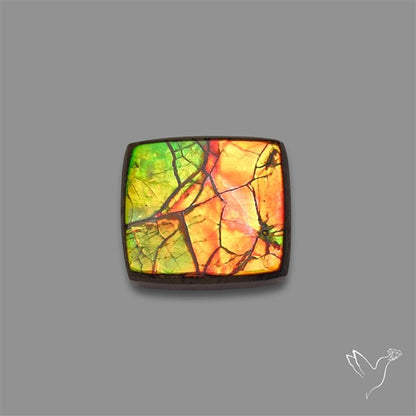 AAA Ammolite Cabochon