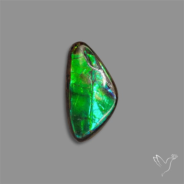 AAA Ammolite Cabochon