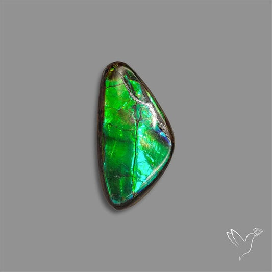 AAA Ammolite Cabochon