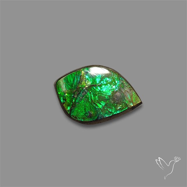 AAA Ammolite Cabochon