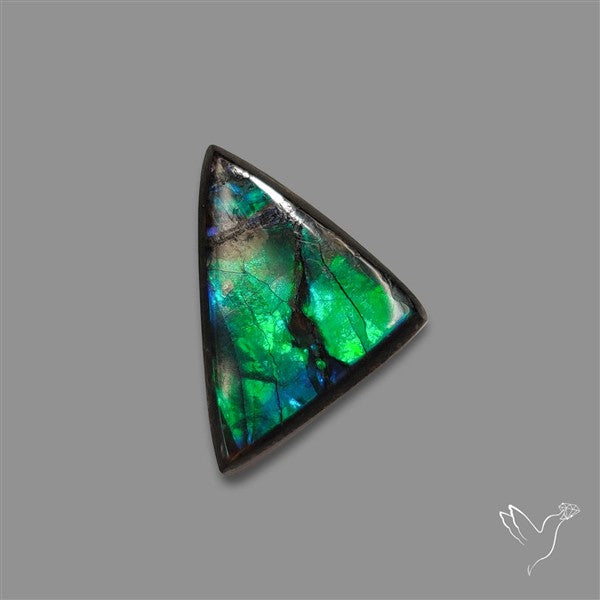AAA Ammolite Cabochon