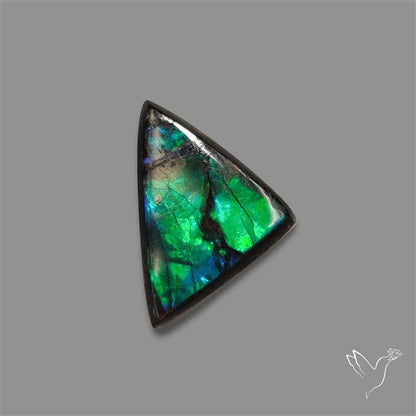 AAA Ammolite Cabochon