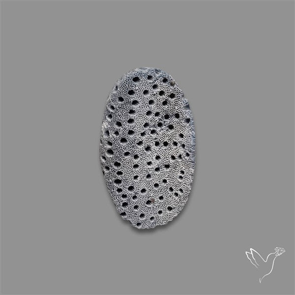 Blue Sponge Coral Raw Face