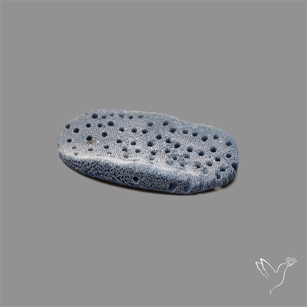 Blue Sponge Coral Raw Face