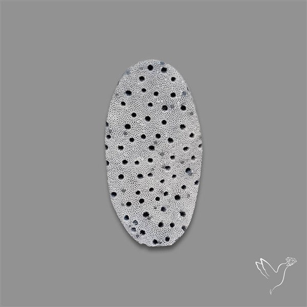 Blue Sponge Coral Raw Face