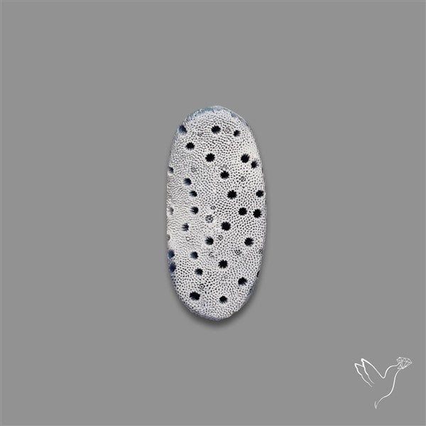 Blue Sponge Coral Raw Face