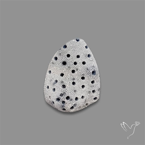 Blue Sponge Coral Raw Face