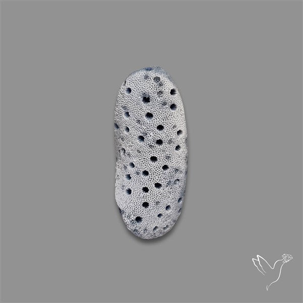 Blue Sponge Coral Raw Face