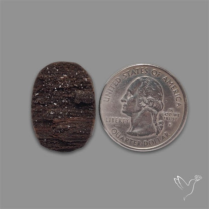 Petrified Wood Druzy