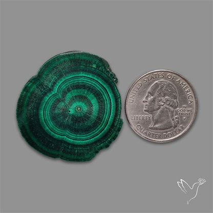 Rare Malachite Stalactite with Chattoyancy Slice