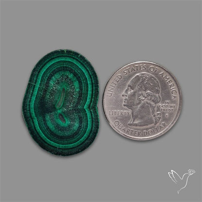 Rare Malachite Stalactite with Chattoyancy Slice