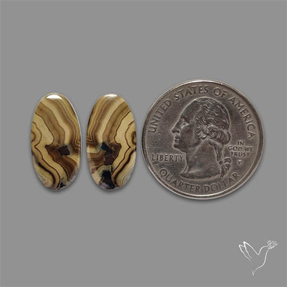Schalenblende Pair
