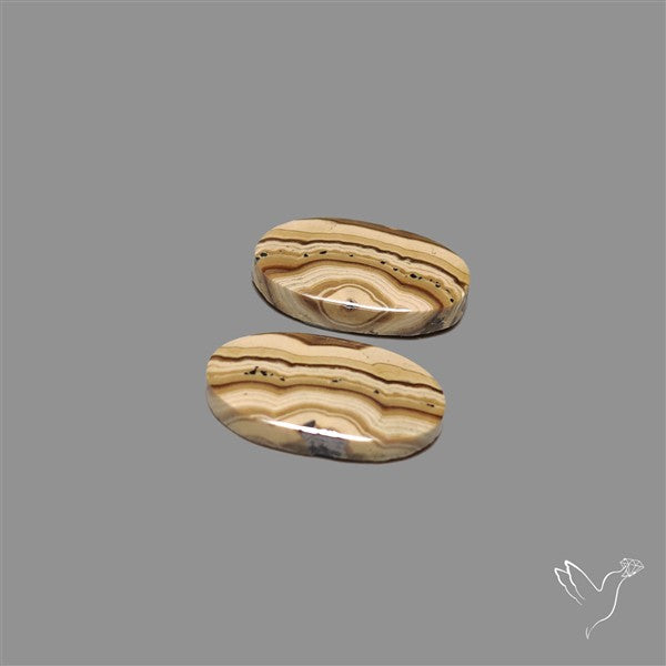 Schalenblende Pair